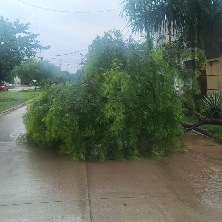 El viento derribó postes y árboles y dejó sin luz a un sector del sur de la Capital
